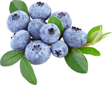 blueberries_PNG48